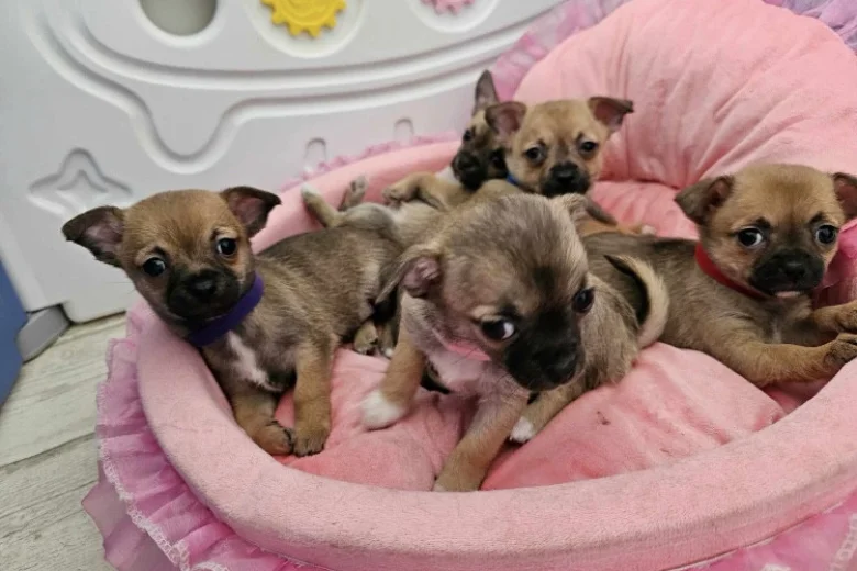 Chihuahua