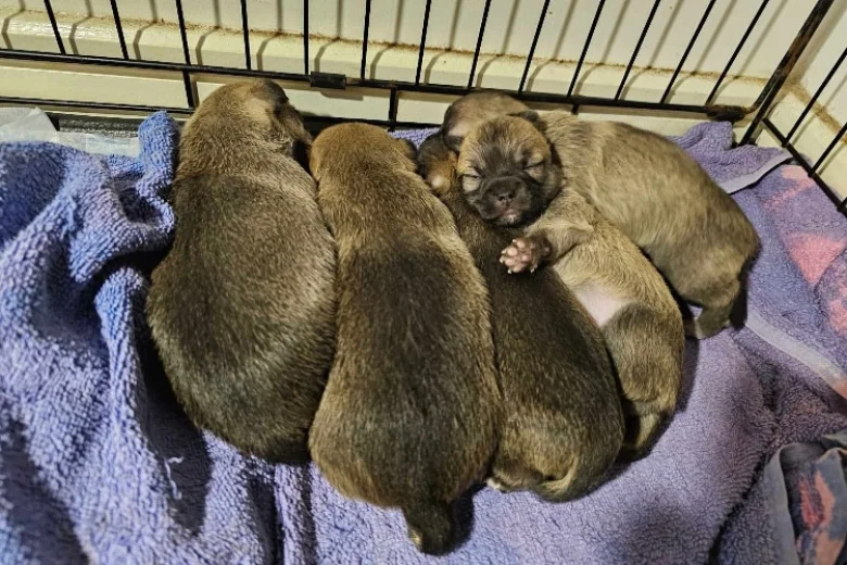 Chihuahua