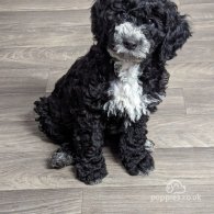 Cockapoo - Both