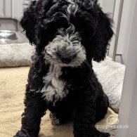 Cockapoo - Both