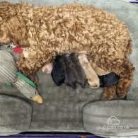 Cockapoo - Both