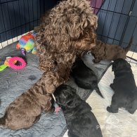 Cockapoo - Both