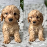 Cockapoo - Both