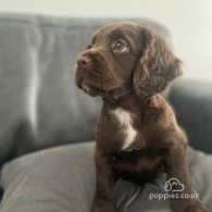 Cocker Spaniel (Working & Show) - Both