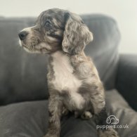 Cocker Spaniel (Working & Show) - Both