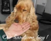 Cocker Spaniel (Show)