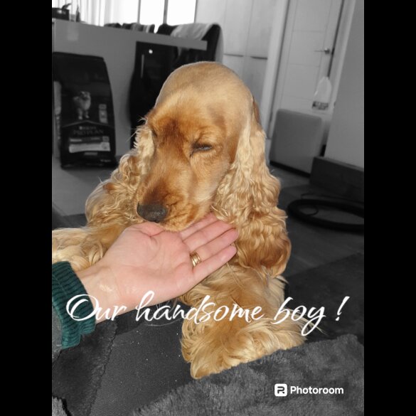 Cocker Spaniel (Show)