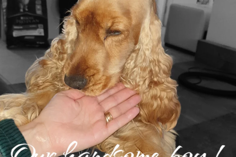 Cocker Spaniel (Show)
