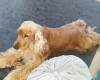 Cocker Spaniel (Show)
