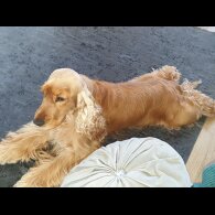 Cocker Spaniel (Show)
