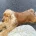 Cocker Spaniel (Show)