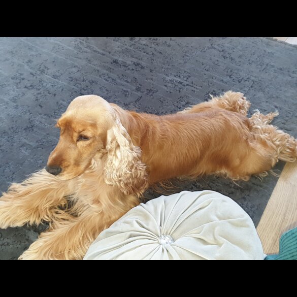 Cocker Spaniel (Show)