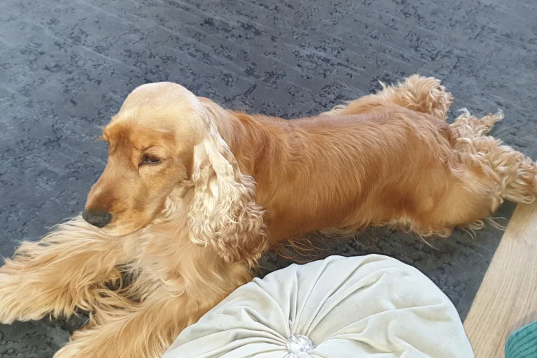 Cocker Spaniel (Show)