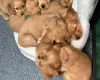 Cocker Spaniel (Show)