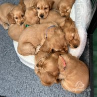 Cocker Spaniel (Working & Show)