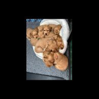 Cocker Spaniel (Show)