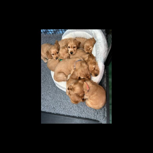 Cocker Spaniel (Show)