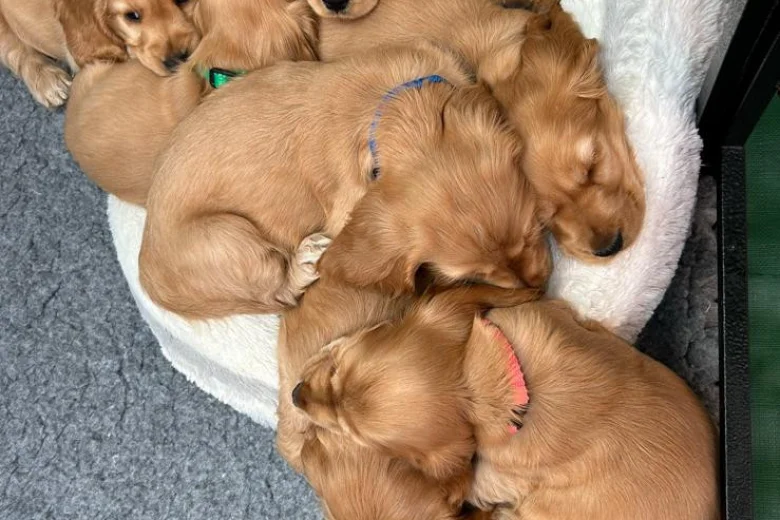 Cocker Spaniel (Show)