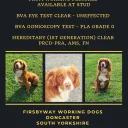 Cocker Spaniel (Show)