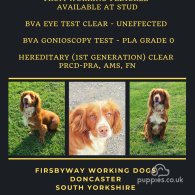 Cocker Spaniel (Working & Show)