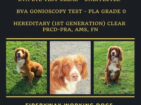 Cocker Spaniel (Show)