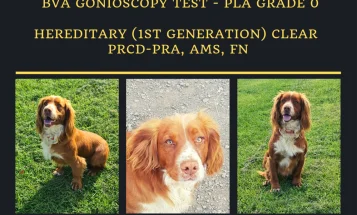Cocker Spaniel (Show)