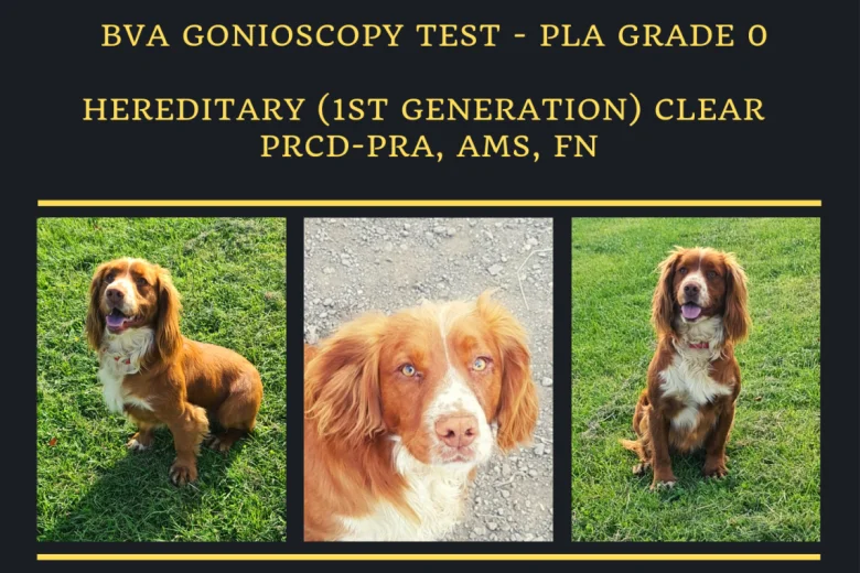 Cocker Spaniel (Show)