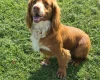 Cocker Spaniel (Show)