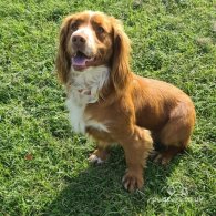 Cocker Spaniel (Working & Show)