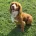 Cocker Spaniel (Show)