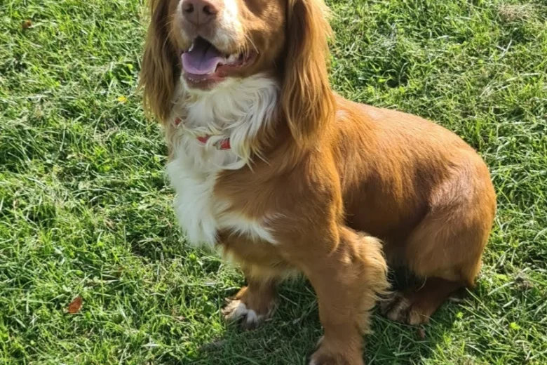 Cocker Spaniel (Show)
