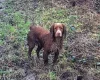 Cocker Spaniel (Show)
