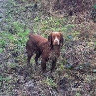 Cocker Spaniel (Working & Show)