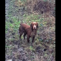 Cocker Spaniel (Working &amp; Show)