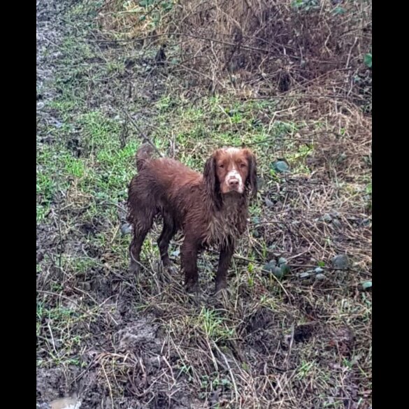 Cocker Spaniel (Working &amp; Show)