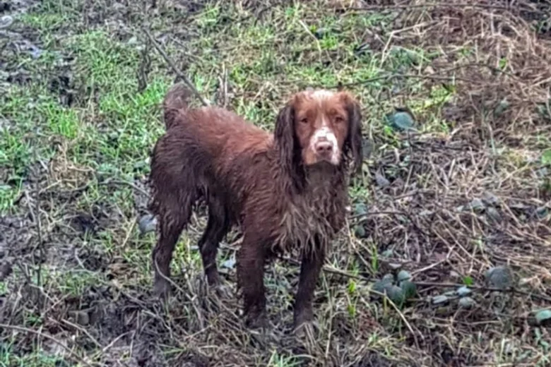 Cocker Spaniel (Show)