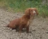 Cocker Spaniel (Show)