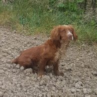 Cocker Spaniel (Working & Show)