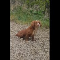 Cocker Spaniel (Working &amp; Show)