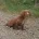 Cocker Spaniel (Show)