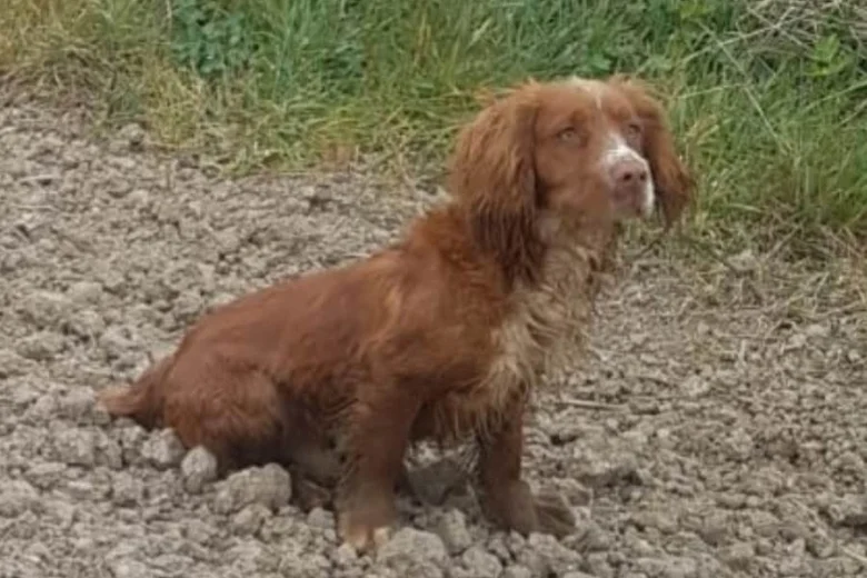 Cocker Spaniel (Show)