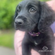 Cocker Spaniel (Working & Show) - Both