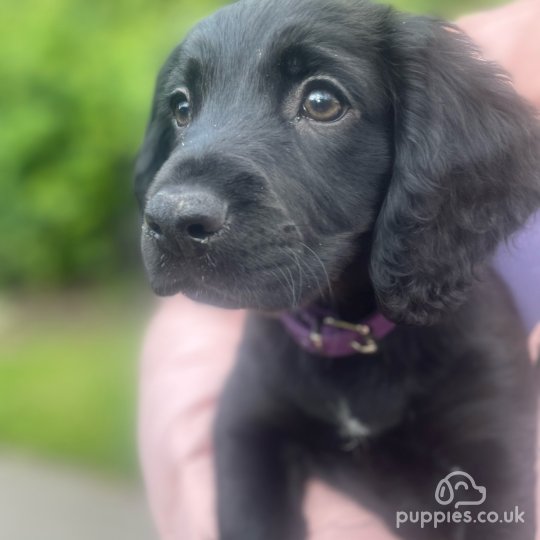 Cocker Spaniel (Working & Show) - Both