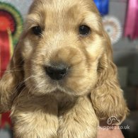 Cocker Spaniel (Working & Show) - Both