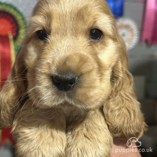 Cocker Spaniel (Working & Show) - Both