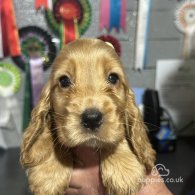 Cocker Spaniel (Working & Show) - Both