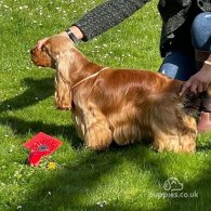 Cocker Spaniel (Working & Show) - Both