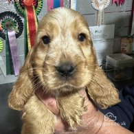 Cocker Spaniel (Working & Show) - Both