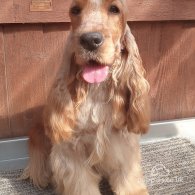 Cocker Spaniel (Working & Show) - Both