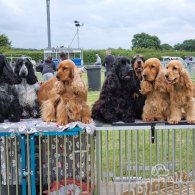 Cocker Spaniel (Working & Show) - Both